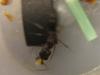 odontomachus