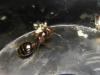 solenopsis