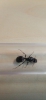 messus barbarus_2