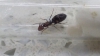 Indentificar hormiga