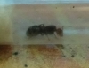 ayuda para identificar