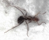 hormiga desconocida