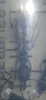Hormiga Mandibula