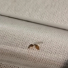 Hormiga a identificar