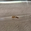 Hormiga a identificar