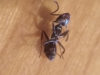hormiga 2 desconocida