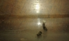 especie desconocida