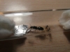 hormigas a identificar