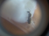 Posible Tapinoma
