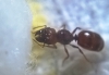 identificar