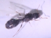 Reina para identificar