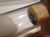 posible camponotus