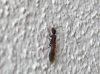 Pseudomyrmex?