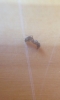 Lasius