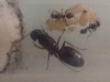 Ayuda a identificar.