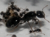 Pheidole?