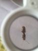 Que tipo de lasius? 2