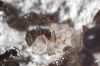 larvas
