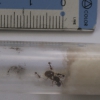 lasius? SOKAR