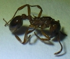 Id02_lat1