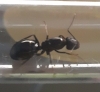 Reina por identificar, (Lasius?) 1.1