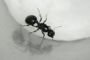 Messor sp.