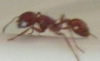Pogonomyrmex