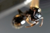 myrmicinae1