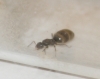 Otra hormiga
