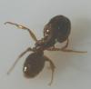 Plaga de pepito