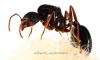 perfil de myrmicinae