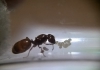 pheidole?