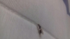 Pheidole?
