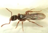 Ectatomma?_2