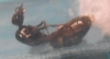 Str3ss lasius 1