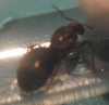 Str3ss lasius 3