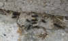 ¿Lasius niger?