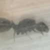 Reina dudo pheidolle/tetramorium