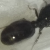 gaster tetramorium?