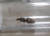 identificaci�n reina 1