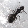 Reina para identificar
