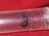 Reina identificar