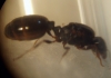 reina 2f014.jpg