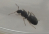 reina 6