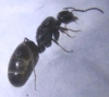 POsible Dorymyrmex