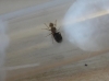 no identificada 1