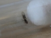 no identificada 3