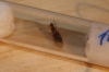 no identificada 1