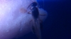 solenopsis?