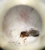 Solenopsis?